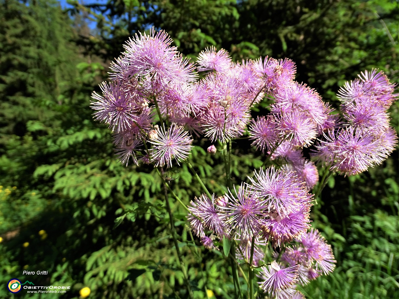 12 Pigamo colombino (Thalictrum aquilegiifolium) .JPG